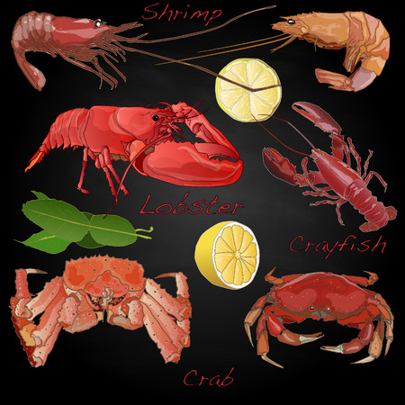 Sea food illustration vector set isolatedのイラスト素材