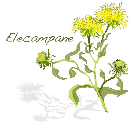 Elecampane vector illustration isolatedのイラスト素材