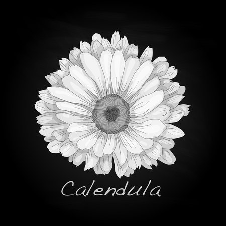Calendula vector illustration isolatedのイラスト素材
