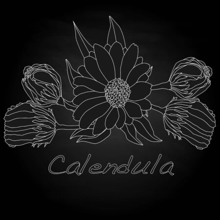 Calendula vector illustration isolatedのイラスト素材