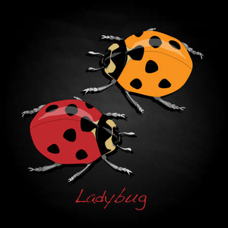 Ladybug vector illustration isolatedのイラスト素材