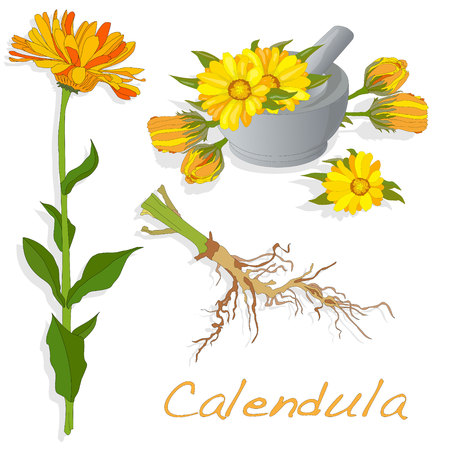 Calendula vector illustration isolatedのイラスト素材