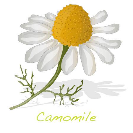 Camomile illustration vector isolatedのイラスト素材