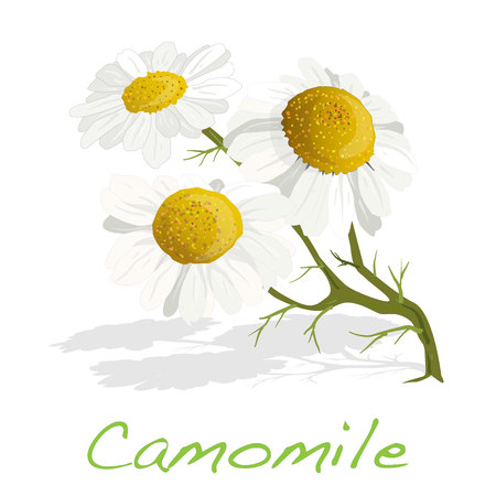Camomile illustration vector isolatedのイラスト素材