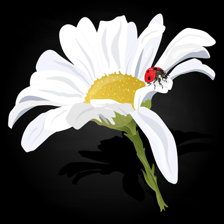 Camomile illustration vector isolatedのイラスト素材