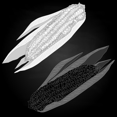 Corn on the cob kernels isolatedのイラスト素材