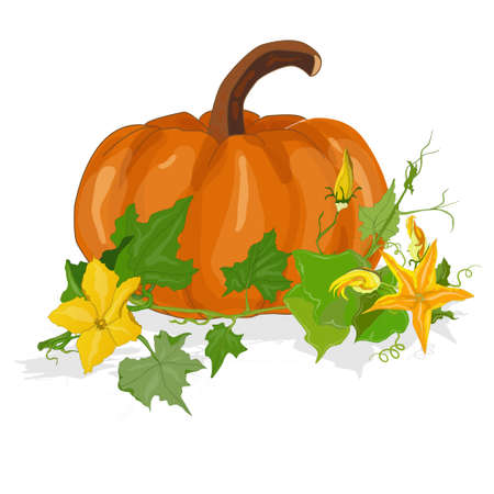 Pumpkin vector illustration isolatedのイラスト素材