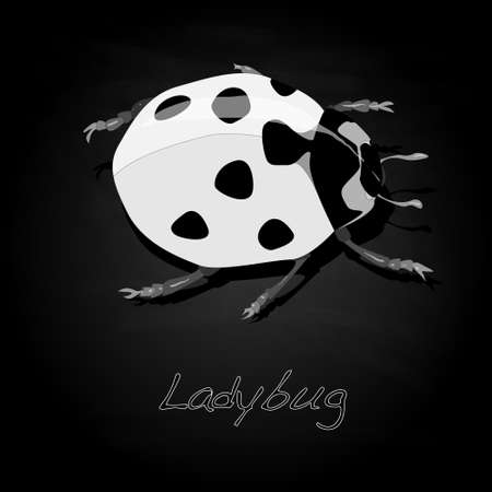 Ladybug vector illustration isolatedのイラスト素材