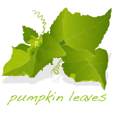 Pumpkin leaf vector isolatedのイラスト素材