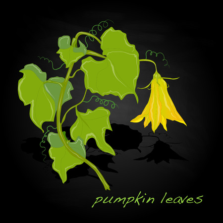 Pumpkin leaf vector isolatedのイラスト素材