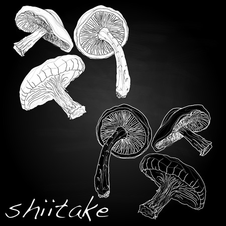 Shiitake vector illustration isolatedのイラスト素材