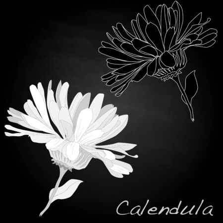 Calendula vector illustration isolatedのイラスト素材