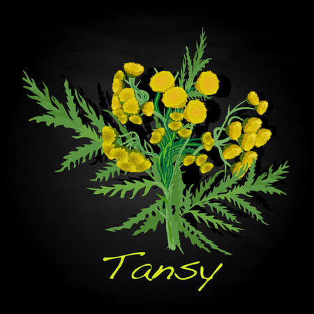 tansy herb vector illustration isolatedのイラスト素材