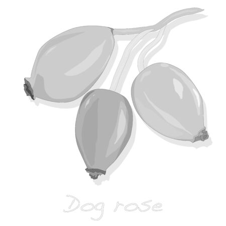 Rose hip vector isolated on a white background.のイラスト素材