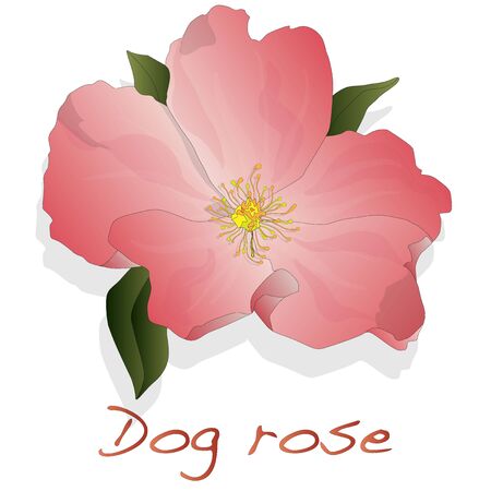 Rose hip vector isolated on a white background.のイラスト素材