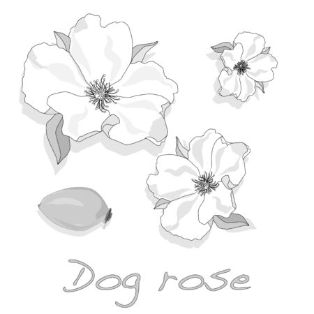 Rose hip vector isolated on a white background.のイラスト素材