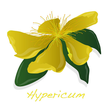 Hypericum flower isolatedのイラスト素材