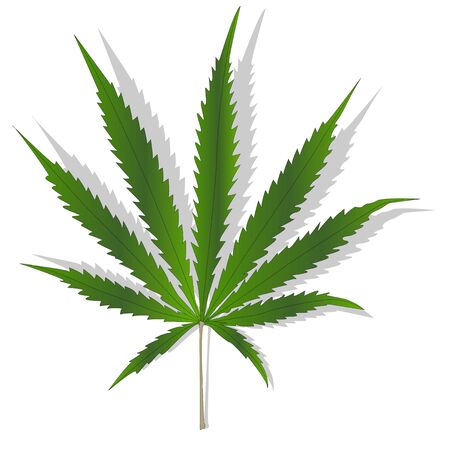 Cannabis leaf vector isolated on white backgroundのイラスト素材