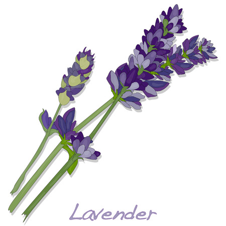 Lavender flower vector isolated.のイラスト素材