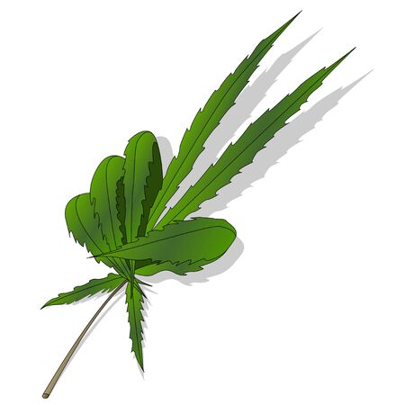 Cannabis leaf vector isolated on white backgroundのイラスト素材