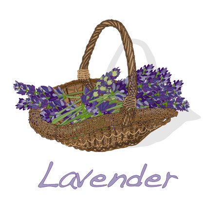 Lavender flower vector isolated.のイラスト素材