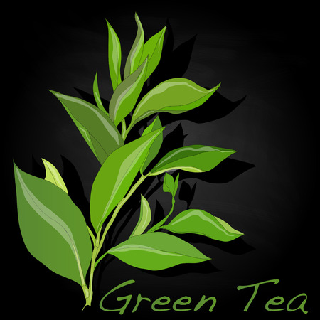 Green tea leaf vector artwork isolatedのイラスト素材