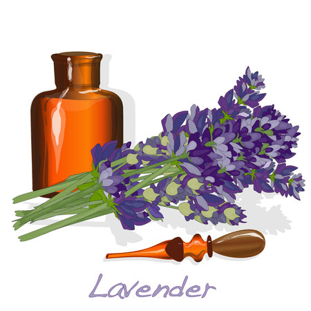 Lavender flower vector isolated.のイラスト素材