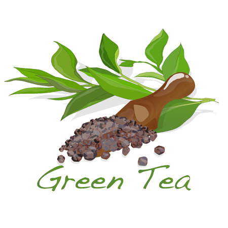 Green tea leaf vector artwork isolatedのイラスト素材