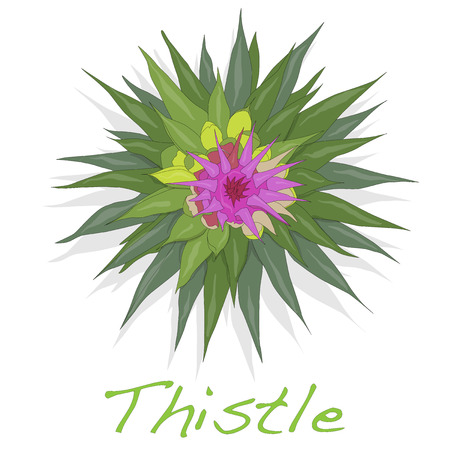 Milk Thistle plant. Scotch thistle. Vector isolated.のイラスト素材