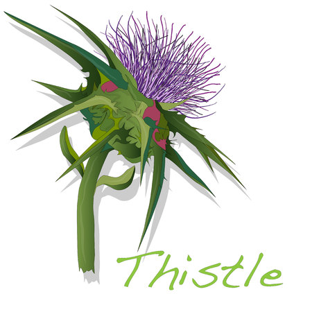 Milk Thistle plant. Scotch thistle. Vector isolated.のイラスト素材