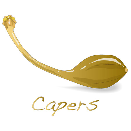 Canned capers vector illustration on white backgroundのイラスト素材