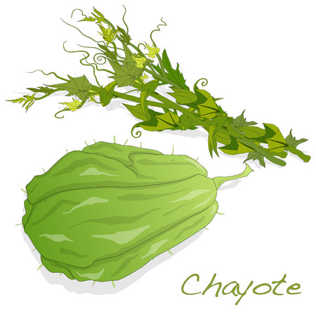 Chayote vector isolated on white backgroundのイラスト素材