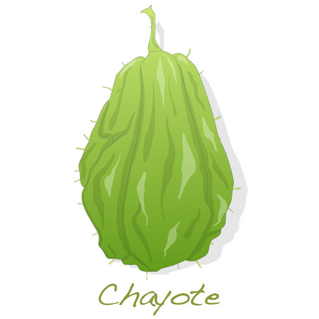 Chayote vector isolated on white backgroundのイラスト素材