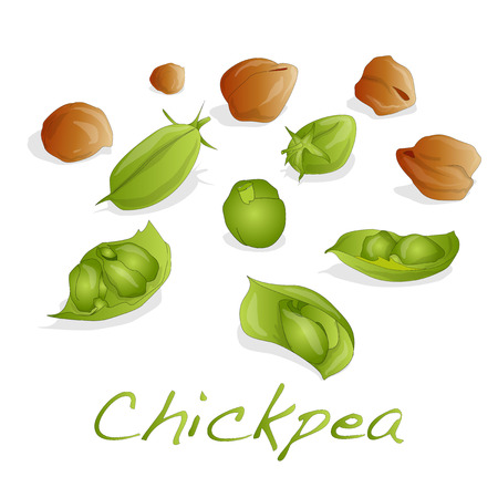 uncooked chickpeas vector on white backgroundのイラスト素材