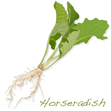 Isolated horseradish root vector on the white backgroundのイラスト素材