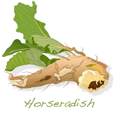Isolated horseradish root vector on the white backgroundのイラスト素材