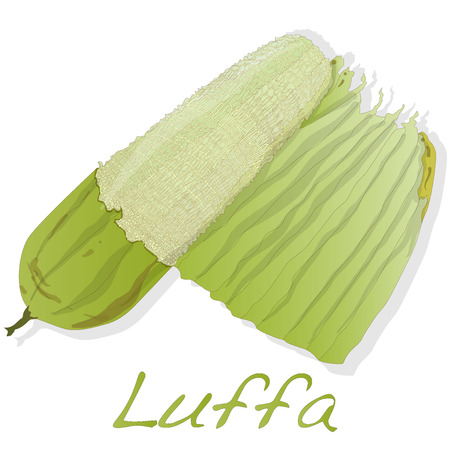 Fresh Angled luffa fruits vector isolated on white backgroundのイラスト素材