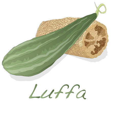 Angled luffa fruits vector isolated on white backgroundのイラスト素材