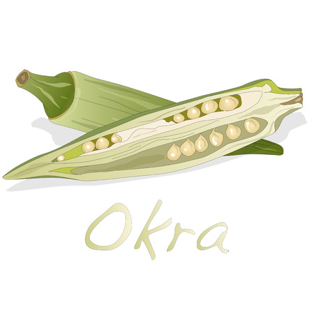 Okra plant vector illustration isolatedのイラスト素材