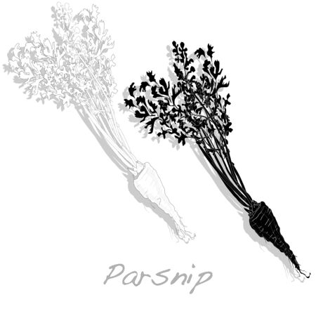 Fresh parsnip root on a white background. Vector.のイラスト素材