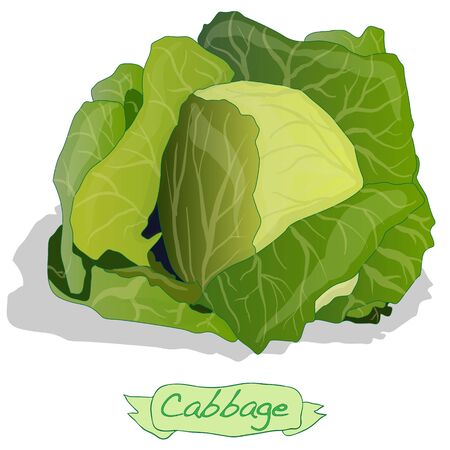 Cabbage isolated on whiteの写真素材