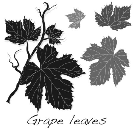 Berry leaves isolated on white layout.のイラスト素材
