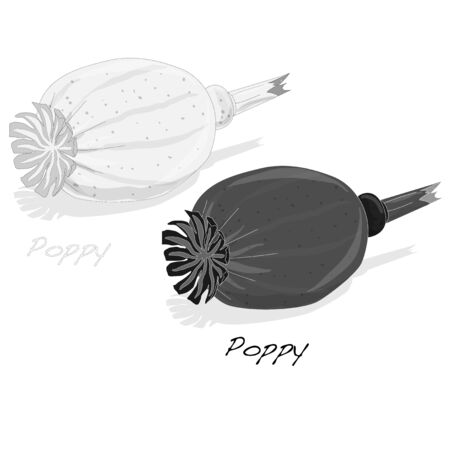 Dried poppy head isolated on white layout.のイラスト素材