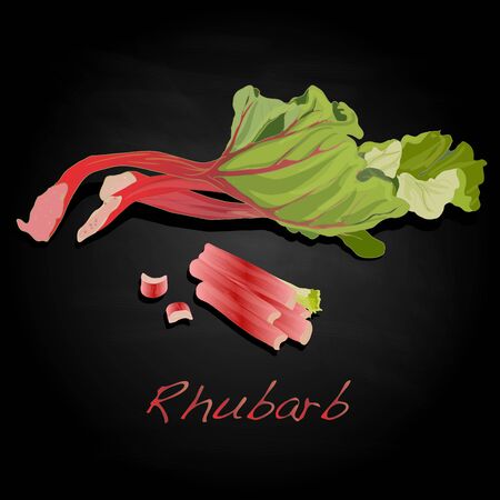 Fresh rhubarb isolated on black vectorのイラスト素材