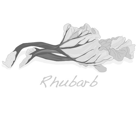 fresh rhubarb isolated on white vectorのイラスト素材