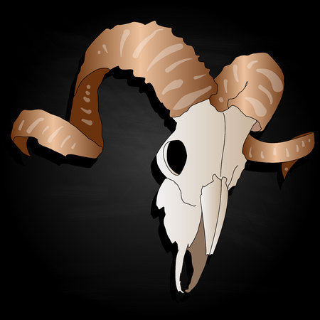 Skull - hand drawn illustration, isolated. For tattoo or t-shirt design.のイラスト素材