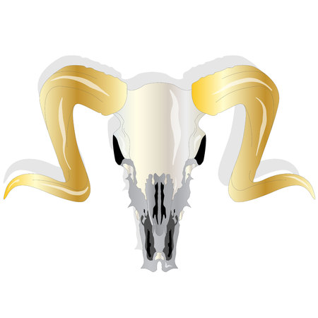 Skull - hand drawn illustration, isolated. For tattoo or t-shirt design.のイラスト素材