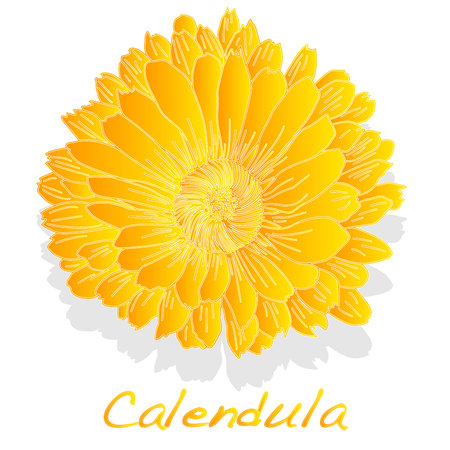 A Calendula. Medical herb illustration isolated on a white background.のイラスト素材