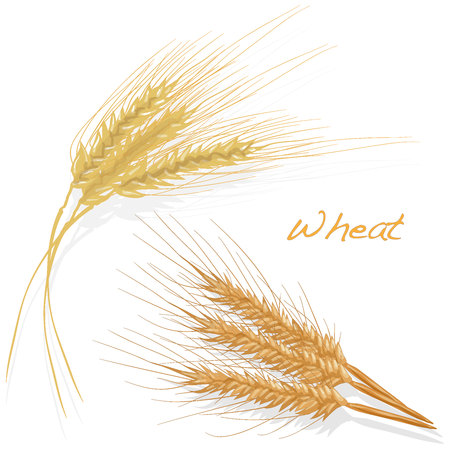 Wheat illustration set on white background isolatedのイラスト素材