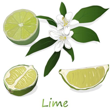 Juicy  lime illustration  isolated on white background.のイラスト素材